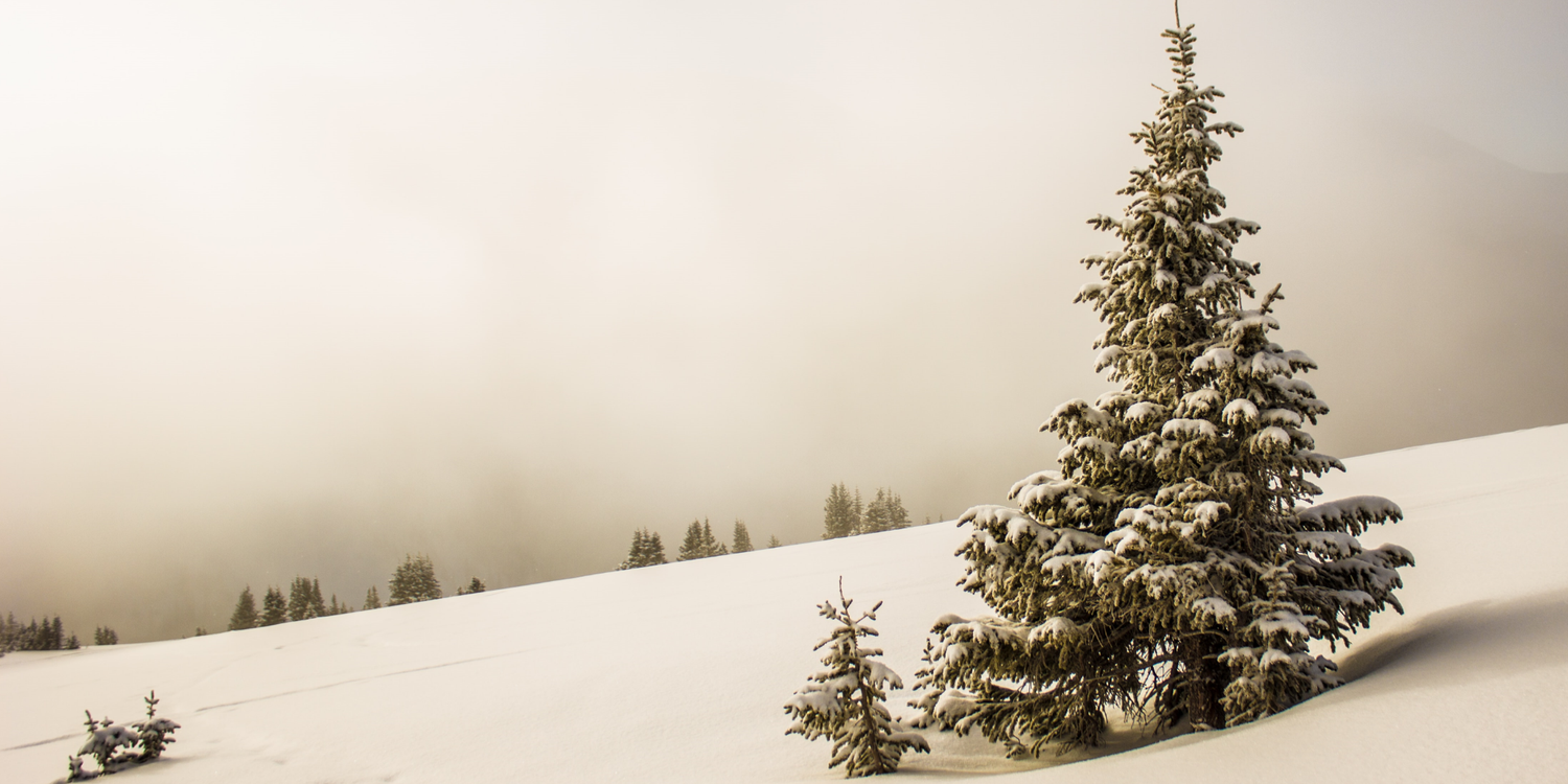 Christmas Tree Madness - Nimbus Beds